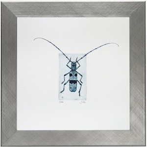 Könnte beinhalten: Eine gerahmte Aquarellillustration eines blauen und schwarzen Käfers mit langen Antennen. Der Käfer ist in einem realistischen Stil dargestellt und vor einem weißen Hintergrund platziert. Das Kunstwerk ist unten rechts mit "J. Hill" signiert.