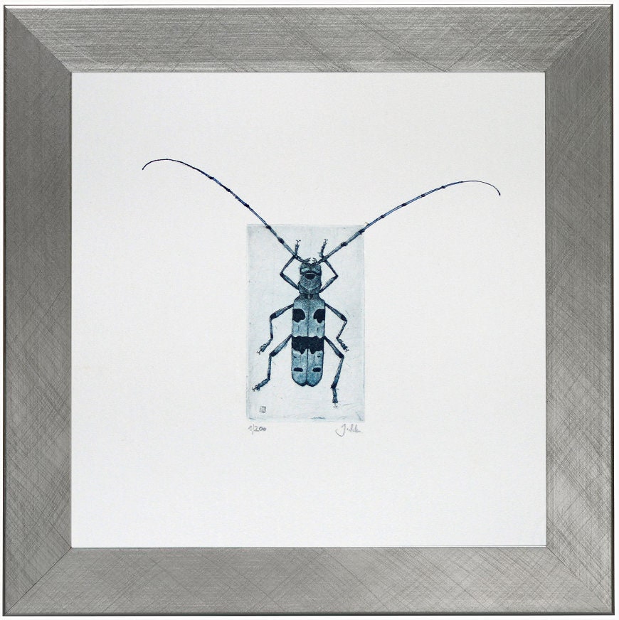 Alpine Longhorn Beetle (rosalia Alpina) Beetle, Longhorn