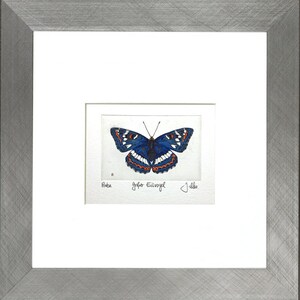 Greater kingfisher, Limenitis populi, butterfly, butterfly from the family Nymphalidae