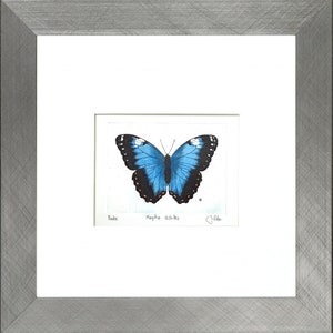 Op de afbeelding: Een ingelijste illustratie van een Morpho achilles vlinder met blauwe vleugels, zwarte randen en oranje accenten. De tekst "Morpho achilles" staat onder de vlinder.