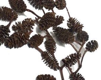 Alder Cones x50