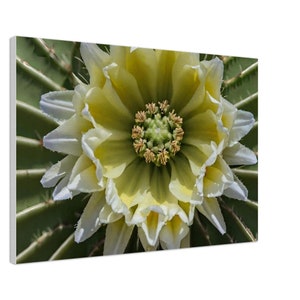 Desert Elegance Canvas