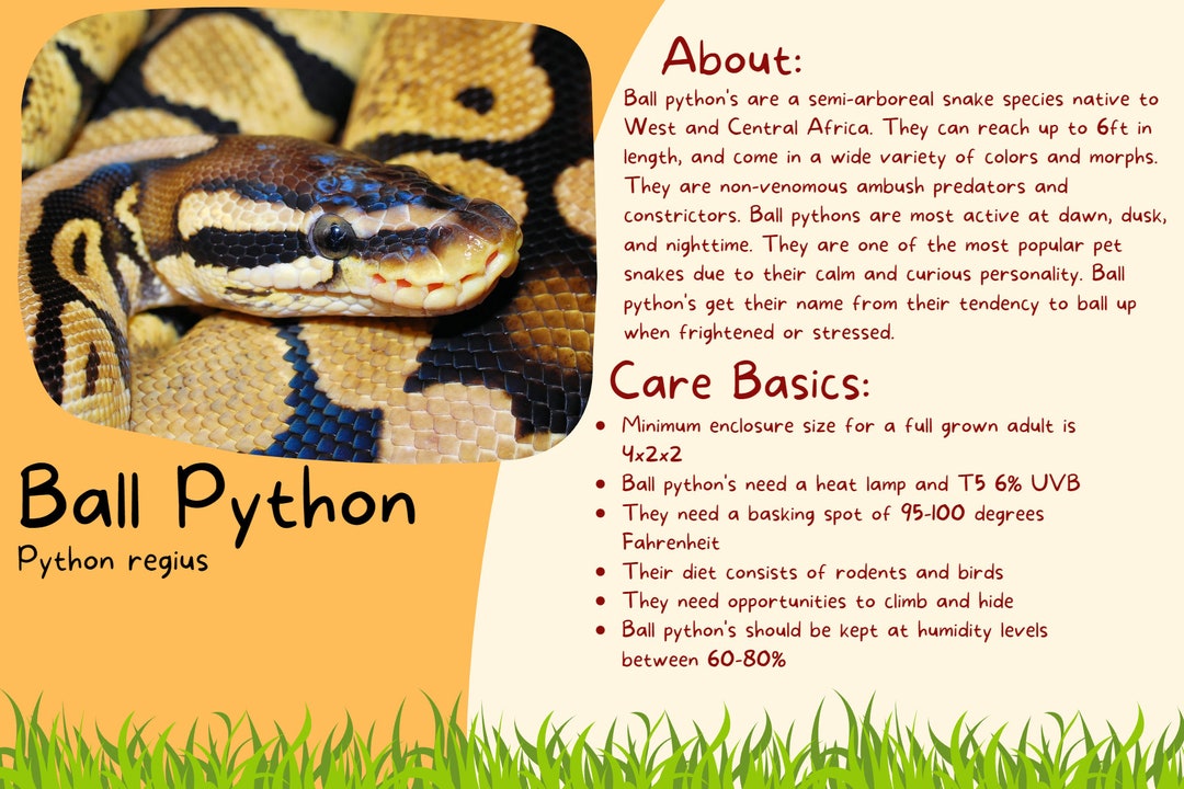 Ball Python Care Card/tank Decal - Etsy