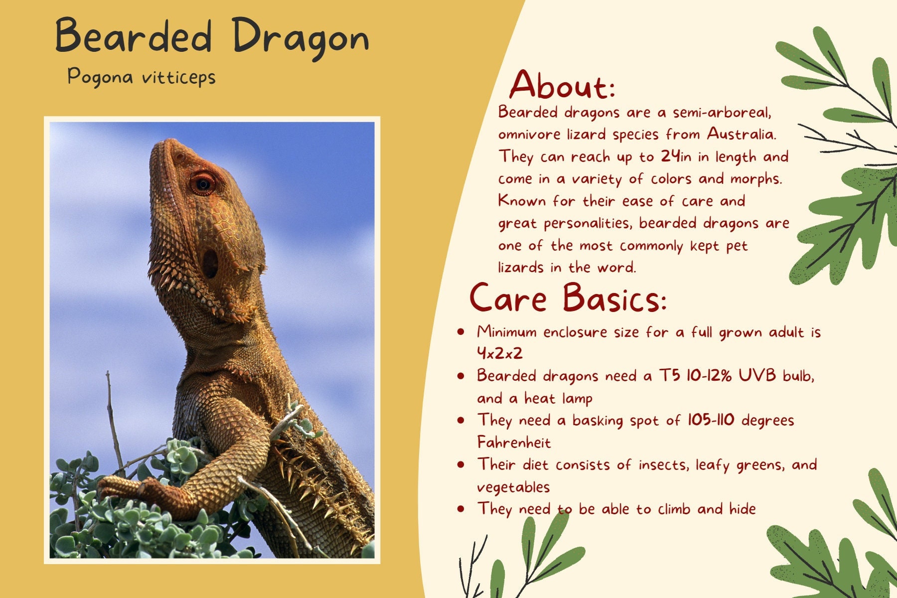 Bearded Dragon Care Card tank Decal Etsy