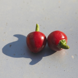 Sweet pepper Sweet Cherry Pepper 6 seeds
