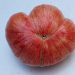 Peut inclure: Une tomate ancienne mûre avec une forme unique et des marbrures rouges et jaunes vibrantes. La tomate a une surface texturée et une petite tige foncée. La forme générale est irrégulière, avec plusieurs lobes.