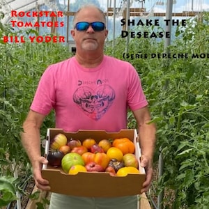 Peut inclure: Un homme tient une boîte en carton remplie de tomates colorées. Les tomates sont de couleurs variées : rouge, jaune, orange et verte. Le texte "ROCKSTAR TOMATOES DE BILL YODER" est visible. L'homme porte un t-shirt rose avec un motif et le texte "SHAKE THE DESEASE (SERIE DEPECHE MODE)".