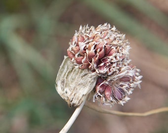 Ail Rouge de Russie cultivé en Bourgogne, 50 bulbilles