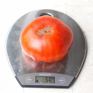 Aussie Tomato 15 Seeds