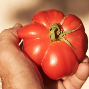 Burpee&#39;s Delicious Tomato 10 seeds