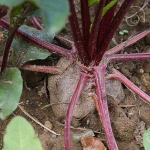 Egyptian Flat Black Beet, 50 seeds