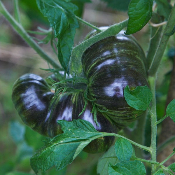 Tomate Rebel Starfighter "Monster",  15 graines très rares