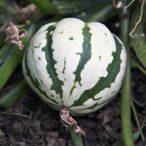 Peut inclure: Une gourde rayée de blanc et de vert avec une texture bosselée.