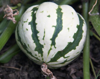 Calabaza Bellota Arlequín, 12 semillas