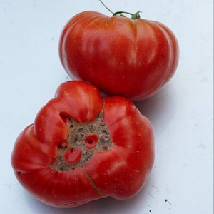 Peut inclure: Deux tomates rouges mûres sur une surface blanche. L'une est entière, avec une tige verte. L'autre est coupée, révélant un intérieur brun et texturé. Les tomates ont une forme légèrement irrégulière.