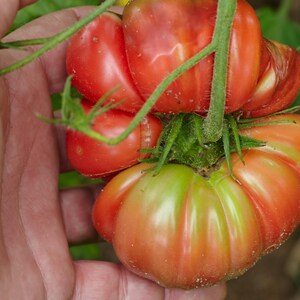 Peut inclure: Gros plan sur une grappe de tomates mûres sur la vigne. Les tomates sont un mélange de rouge et de vert, avec une texture côtelée. Les tomates sont tenues par une main, montrant les produits frais.