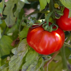 Könnte beinhalten: Nahaufnahme von zwei reifen, roten Tomaten an einer Rebe, umgeben von grünen Blättern. Die Tomaten sind rund und glänzend. Das Bild fängt die Frische des im Garten angebauten Produkts ein.