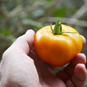 Tomato Ruslan 15 seeds