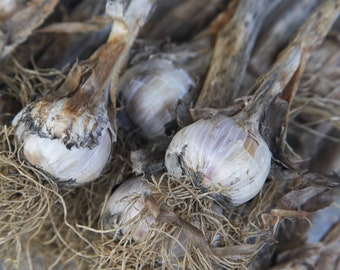 Russischer roter Knoblauch aus Burgund, Packung mit über 100 Knollen