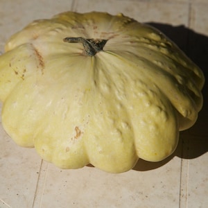Op de afbeelding: Een lichtgele pattypan-pompoen met een licht hobbelige textuur.