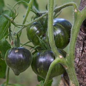 Tomato Rebel Starfighter VT16, 15 nasion