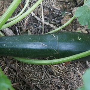 Peut inclure: Une grosse courgette vert foncé poussant dans un jardin. La courgette est posée sur le sol, entourée de feuilles et de tiges vertes.