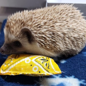 May include: A small hedgehog with brown and tan quills rests on a yellow bandana with a white pattern. The hedgehog has a dark face and small ears. The bandana is on a blue patterned blanket.