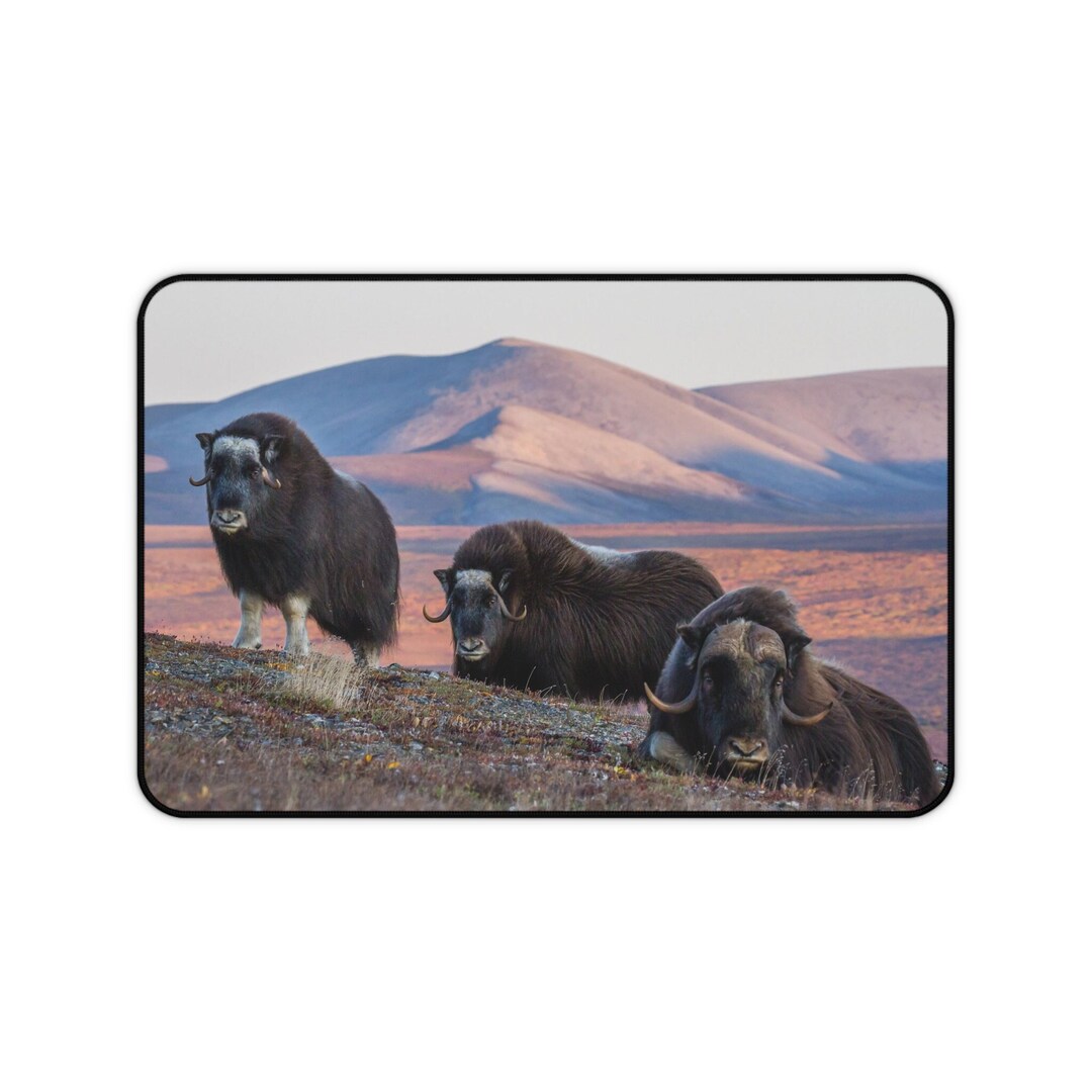Oxgift Desk Mat - Musk Ox Outside of Nome, Alaska, Alaska Desk Mat, Nome ...