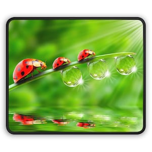 May include: Three red ladybugs with black spots are walking on a green leaf with three water droplets. The leaf is reflected in the water below.