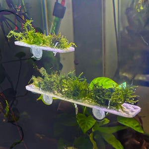 May include: Two rectangular, light-colored platforms with green moss attached, suspended in water. Each platform has clear suction cups for attachment. The platforms are designed for aquatic plant growth in an aquarium setting.