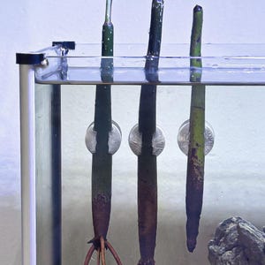 Magnetic Mangrove Holder for Aquariums – Fits Mangroves & Lucky Bamboo, Dual Flexible Grip Sizes, Reef Safe Aquarium Plant Mount (set of 3)