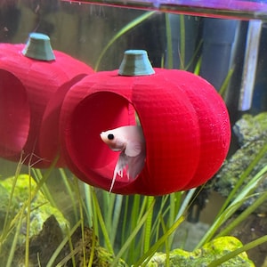 May include: A red, pumpkin-shaped aquarium decoration with a green top. A white Betta fish is visible inside the pumpkin. The aquarium is filled with water and green plants.