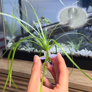 Puede incluir: Un anclaje de plástico transparente sujeta una planta acuática verde. El anclaje es circular con una ranura para asegurar la planta. La planta tiene hojas largas y delgadas de color verde y raíces visibles. El fondo muestra un acuario.
