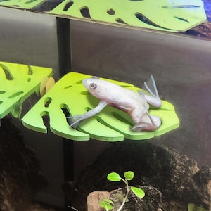 Monstera Leaf Frog Perch / Hammock for Bettas Blenny Dwarf Frog Decor & Enrichment | Suction Cup | ALGAE-RESISTANT | Entertainment for Fish