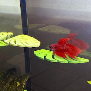 May include: A red betta fish swimming on a green leaf-shaped decoration in a fish tank.