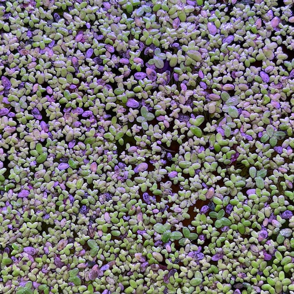 Duckweed 400+ (Lemna Minor) | Aquascape Live Floating Aquarium Aquatic Pond Plant