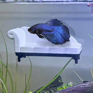 May include: A blue Betta fish rests on a miniature white couch with black trim inside an aquarium. The fish has a dark body and vibrant blue fins. The couch is a decorative aquarium accessory.