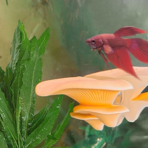 Mushroom Betta Perch / Hammock Betta Blenny Decor & Enrichment | Suction Cup or Magnet | ALGAE-RESISTANT | Entertainment for Fish Aquariums