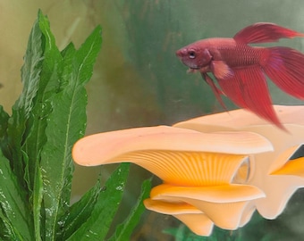 Mushroom Betta Perch / Hammock Betta Blenny Decor & Enrichment | Suction Cup or Magnet | ALGAE-RESISTANT | Entertainment for Fish Aquariums