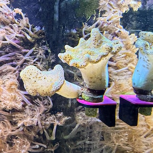 GlowRack - Magnetic UV Frag Single Rack (3 pk) | Coral Propagation Station | 1/2&quot; Frag Plug | Reef Tank Aquarium Nano Reef Accessories Decor