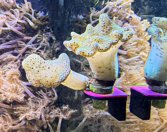 Magnetic UV Frag Single Rack (3 pk) | Coral Propagation Station | 1/2" Frag Plug | Reef Tank Aquarium Nano Reef Accessories Decor