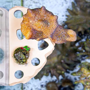 Rock Slab Frag Rack - Magnetic Frag Rack | Coral Propagation Station | fits 1/2&quot; Frag Plugs | Reef Tank Aquarium Nano Reef Accessories Decor