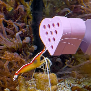 May include: A pink heart-shaped object with holes in it, a white shrimp with orange and red stripes is in front of it.