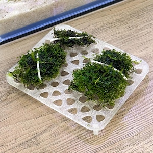 Puede incluir: Un soporte transparente y cuadrado para plantas de acuario, con un patrón de rejilla, que contiene varios grupos de musgo acuático verde vibrante. El musgo está asegurado con lazos blancos, creando una disposición visualmente atractiva.