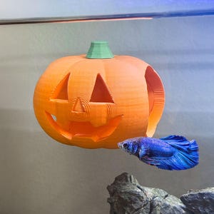 Può includere: Decorazione a forma di zucca arancione stampata in 3D con un volto intagliato e un gambo verde. Un pesce betta blu nuota nelle vicinanze. La zucca è progettata per un acquario, aggiungendo un tocco festivo per Halloween.