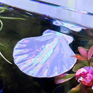 Könnte beinhalten: Ein durchscheinendes, irisierendes, muschelförmiges Objekt, das auf der Wasseroberfläche eines Aquariums schwimmt. Die Muschel hat einen gewellten Rand und eine schimmernde, perlmuttartige Oberfläche, die das Licht in verschiedenen Farben reflektiert.