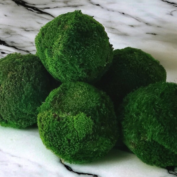 Preserved moss balls for home decor Luxury green preserved moss sphere for interiors Eco-friendly moss orb for tables Handmade nature decor