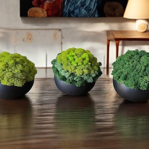 Op de afbeelding: Drie ronde zwarte potten met groen mos erin. De potten staan in een rij op een houten tafel.