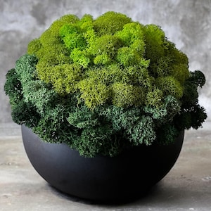 Puede incluir: Una esfera de musgo preservado en una maceta redonda negra. El musgo es una mezcla de verde claro y oscuro.