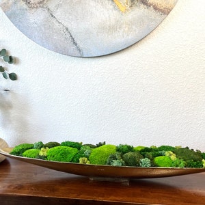 Modern Botanical Decor Customizable Moss Colors Versatile Home Decor Indoor Greenery No Maintenance Plants Nature Inspired Decor Interior Design Accent Housewarming Gift